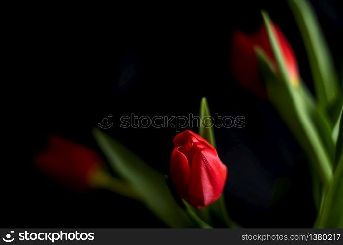 red tulips isolated on black background
