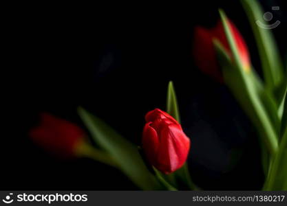 red tulips isolated on black background