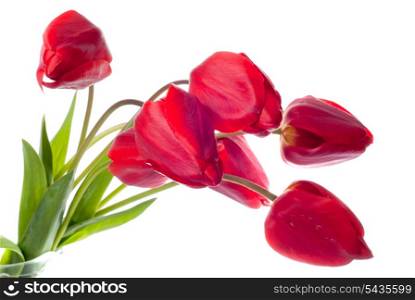 Red tulips isolated on white. Spring background