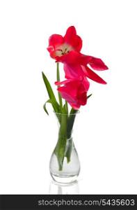 Red tulips isolated on white. Spring background