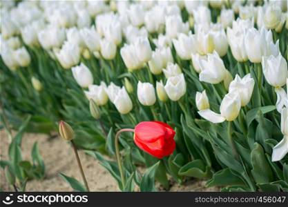 Red tulips of pink color in nature in spring time