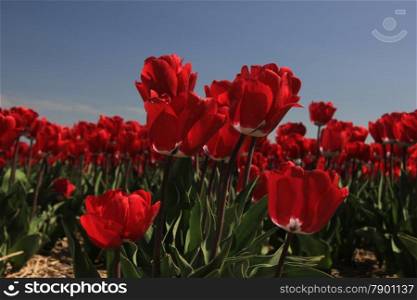 Red tulips on a field against a clear blue sky