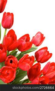 Red tulips on a white background