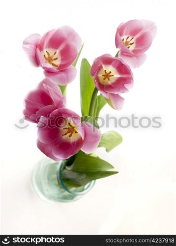 Red tulips on a white background with natural light.. Red tulips on a white background.