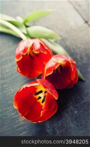 Red tulips on a wooden background with space for text