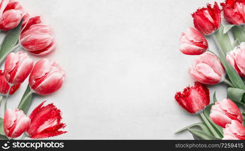 Red tulips on light gray background, top view. Frame. Festive spring flowers. Floral composing. Springtime holiday and greeting concept. Copy space for your design