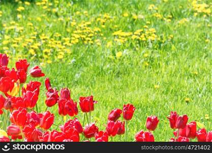 Red tulips on the field with green grass as background