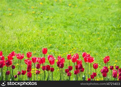 Red tulips on the field with green grass as background