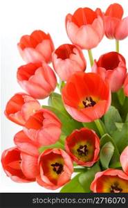 Red tulips over white background