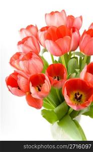 Red tulips over white background