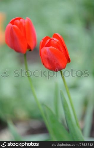 red tulips. Spring flowers blossoming on a bed