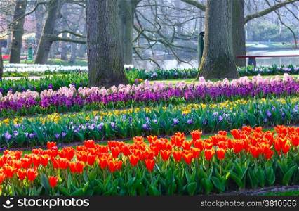 Red tulips, varicolored crocuses and pink hyacinths in spring park.