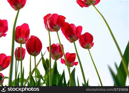 Red tulips, view from below against the sky.