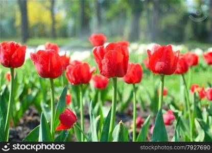 Red tulips with water drops, watering flowers in garden, springtime