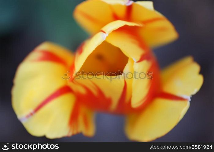 red tulips with yellow edges on dark background