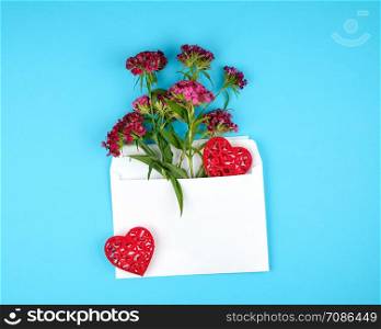 red turkish carnation Dianthus barbatus flower buds and a white paper envelope on a blue background, top view, holiday background