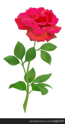 Red vector realistic rose isolated on white background