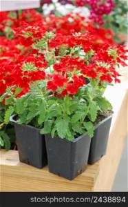 Red Verbena blooming (Verbena tenera), verbena in a black tray, pot plants. Red Verbena blooming , verbena in a black tray, pot plants