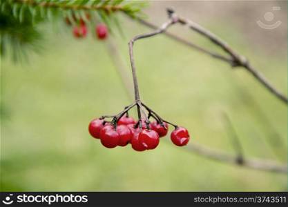 Red viburnum berries on a branch