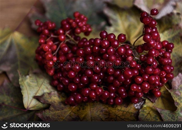 red viburnum berries on a branch on the table with leaves