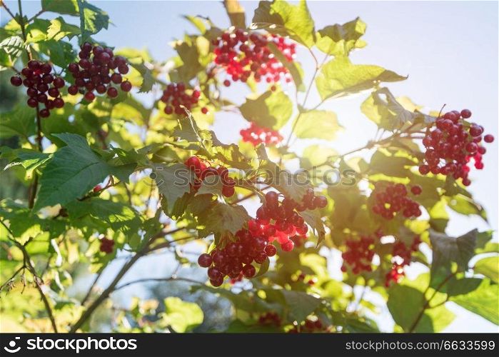 Red viburnum branch berries in the garden.. Red viburnum branch berries
