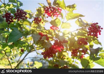 Red viburnum branch berries in the garden.. Red viburnum branch berries