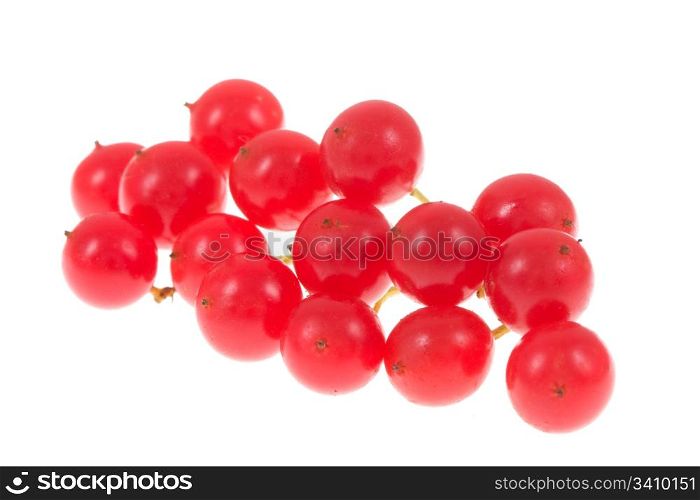 Red viburnum opulus isolated on a white