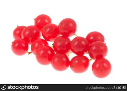 Red viburnum opulus isolated on a white