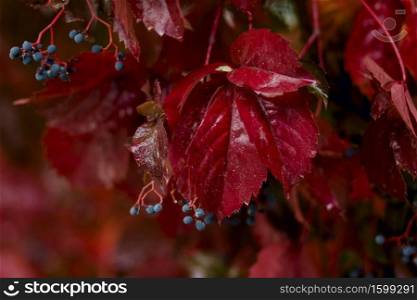 Red vine leaves soaked in rain in Turkey