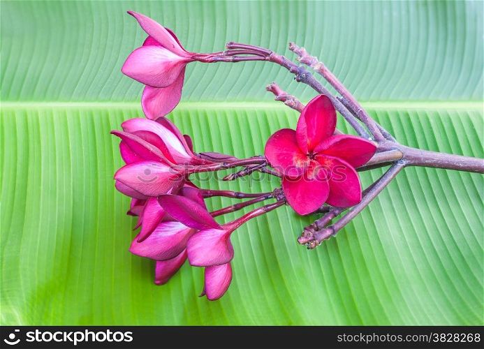 Red-violet plumeria flower on green banana leaf