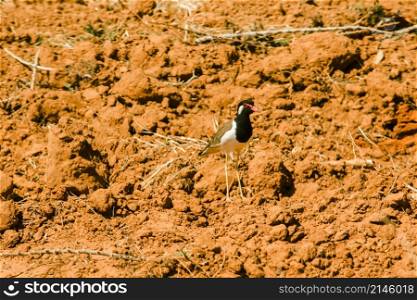 Red-wattled Lapwing has a dark head to chest, the skin around the eyes and the wattle at the head of the eye is dark red. dark red lips with black tip
