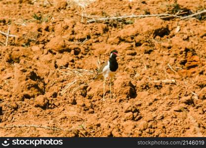 Red-wattled Lapwing has a dark head to chest, the skin around the eyes and the wattle at the head of the eye is dark red. dark red lips with black tip