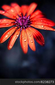 Red wet flower head over night dark natural background, exotic daisy outdoor, beauty of nature
