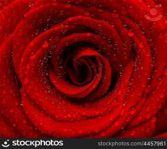 Red wet rose background with dew drops