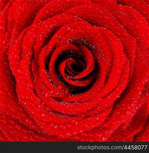Red wet rose background with dew drops