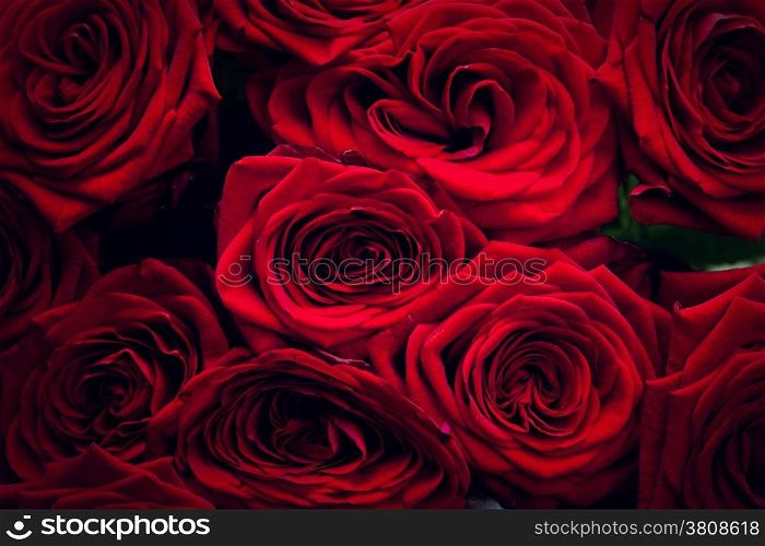 Red wet roses isolated on black background. Great as design element or greeting card for Valentines day, Mothers day, wedding anniversary celebrations etc.