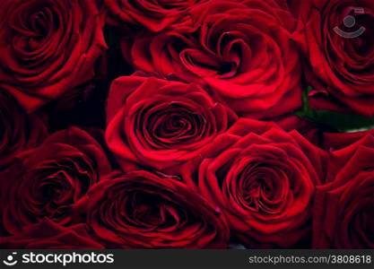 Red wet roses isolated on black background. Great as design element or greeting card for Valentines day, Mothers day, wedding anniversary celebrations etc.