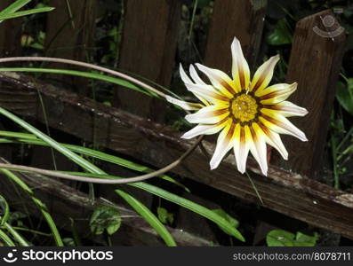 Red,white and yellow flower. Dark background