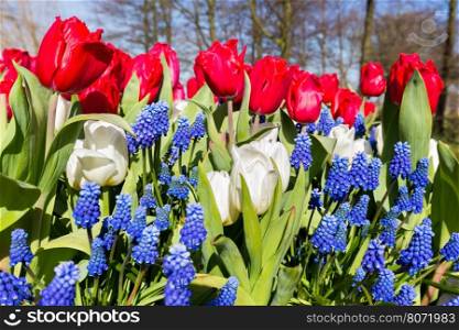 Red white blue tulips and grape hyacinths in spring time