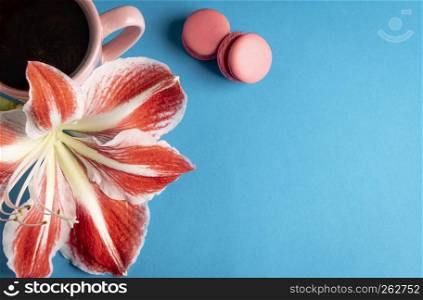Red-white flower near a hot cup of coffee and pink macaroons on a blue colored background. Directly above view with copy space