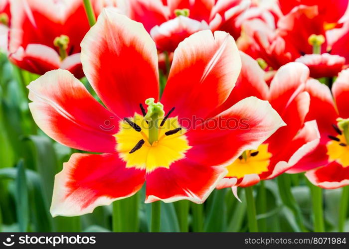 Red white tulip in flowers field in Keukenhof Holland