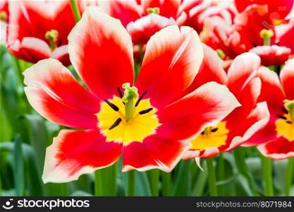 Red white tulip in flowers field in Keukenhof Holland