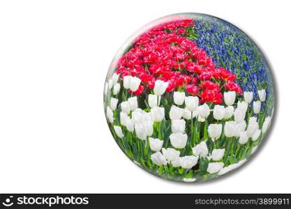 Red white tulips and blue grape hyacinths in glass ball in Keukenhof Holland