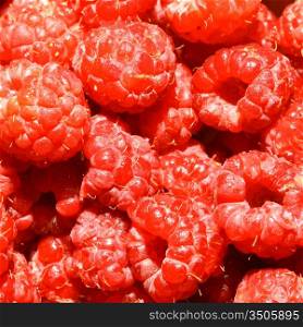 red wild raspberry macro close up