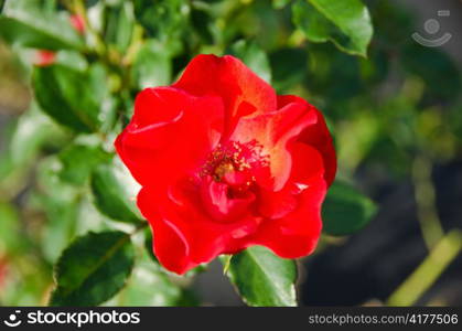 Red wild rose. Detail of a red wild rose in daylight