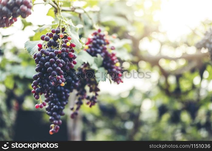 Red wine grapes in vineyard