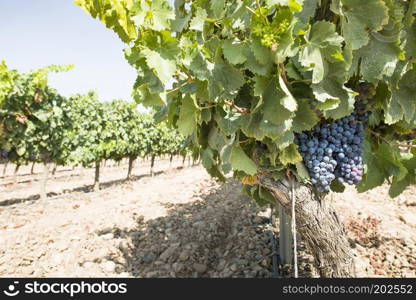 Red wine grapes. Vineyards