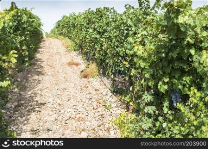 Red wine grapes. Vineyards