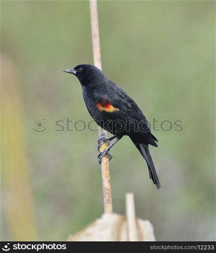 Red Wing Blackbird Male Perching