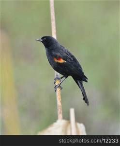 Red Wing Blackbird Male Perching